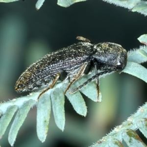 Eucnemidae (family) at Bango, NSW - 3 Feb 2022