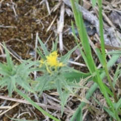 Carthamus lanatus (Saffron Thistle) at Wayo, NSW - 1 Feb 2022 by Rixon