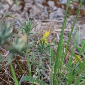 Carthamus lanatus at Wayo, NSW - 1 Feb 2022