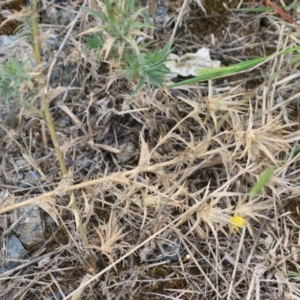 Carthamus lanatus at Wayo, NSW - 1 Feb 2022