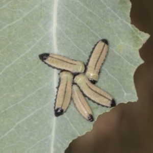 Paropsisterna cloelia at Bango, NSW - 3 Feb 2022 09:58 AM