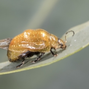 Paropsisterna cloelia at Bango, NSW - 3 Feb 2022