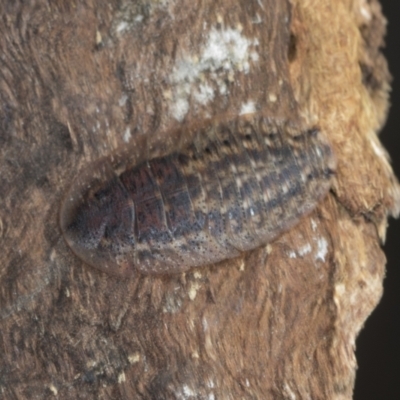 Laxta sp. (genus) (Bark cockroach) at Bango, NSW - 2 Feb 2022 by AlisonMilton