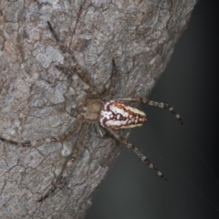 Plebs bradleyi (Enamelled spider) at Bango Nature Reserve - 2 Feb 2022 by AlisonMilton