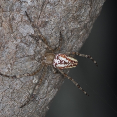 Plebs bradleyi (Enamelled spider) at Bango Nature Reserve - 2 Feb 2022 by AlisonMilton