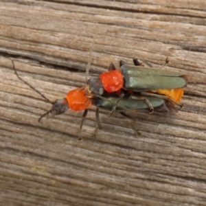 Chauliognathus tricolor at Paddys River, ACT - 4 Feb 2022 02:22 PM