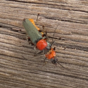 Chauliognathus tricolor at Paddys River, ACT - 4 Feb 2022