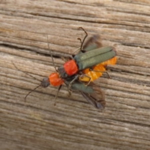 Chauliognathus tricolor at Paddys River, ACT - 4 Feb 2022 02:22 PM