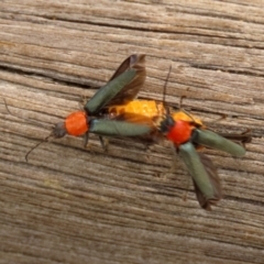 Chauliognathus tricolor at Paddys River, ACT - 4 Feb 2022