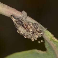 Oxyops fasciculatus (A weevil) at Bango, NSW - 2 Feb 2022 by AlisonMilton