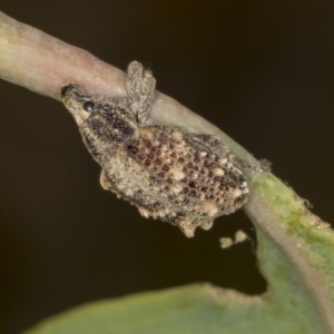 Oxyops fasciculatus at Bango, NSW - 3 Feb 2022