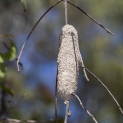 Unidentified Wasp (Hymenoptera, Apocrita) at Bango, NSW - 2 Feb 2022 by AlisonMilton