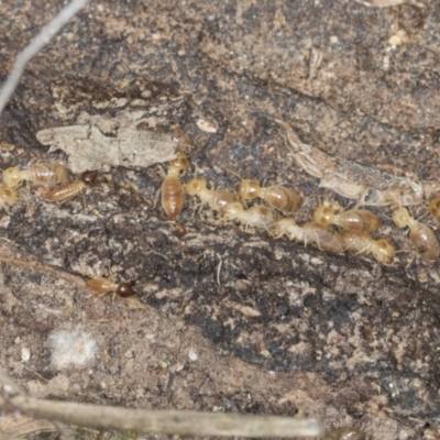Nasutitermes (genus) (Snouted termite, Gluegun termite) at Bango, NSW - 3 Feb 2022 by AlisonMilton