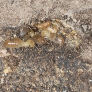 Nasutitermes sp. (genus) at Bango, NSW - suppressed