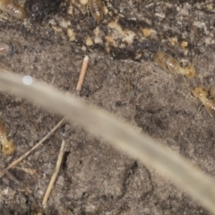 Nasutitermes sp. (genus) at Bango, NSW - suppressed