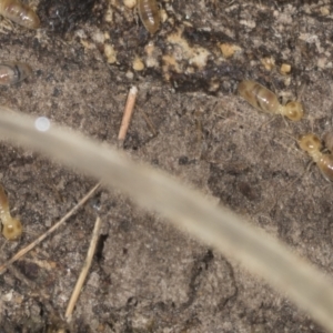 Nasutitermes sp. (genus) at Bango, NSW - 3 Feb 2022