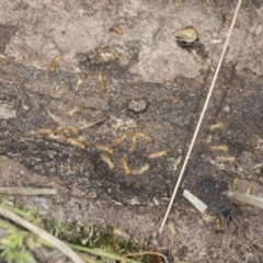 Nasutitermes sp. (genus) at Bango, NSW - 3 Feb 2022