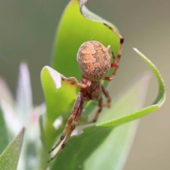 Salsa fuliginata (Sooty Orb-weaver) at Yarralumla, ACT - 22 Jan 2022 by ConBoekel