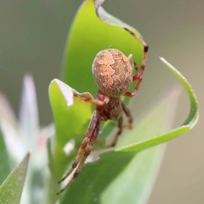 Salsa fuliginata (Sooty Orb-weaver) at Blue Gum Point to Attunga Bay - 22 Jan 2022 by ConBoekel