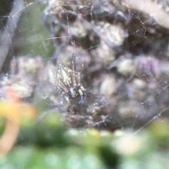 Unidentified Spider (Araneae) at Blue Gum Point to Attunga Bay - 22 Jan 2022 by ConBoekel