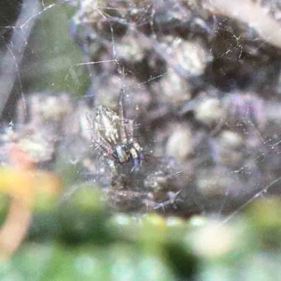 Unidentified Spider (Araneae) at Yarralumla, ACT - 22 Jan 2022 by ConBoekel