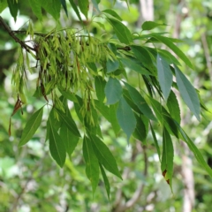 Fraxinus angustifolia subsp. angustifolia (Desert Ash) at Blue Gum Point to Attunga Bay - 22 Jan 2022 by ConBoekel