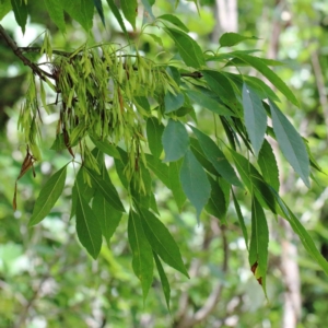 Fraxinus angustifolia subsp. angustifolia at Yarralumla, ACT - 22 Jan 2022 02:33 PM