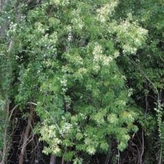 Fraxinus angustifolia subsp. angustifolia at Yarralumla, ACT - 22 Jan 2022 02:33 PM