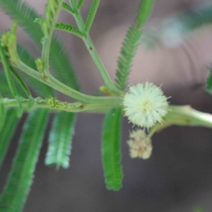 Acacia mearnsii at Yarralumla, ACT - 22 Jan 2022 02:45 PM