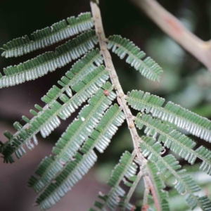 Acacia mearnsii at Yarralumla, ACT - 22 Jan 2022 02:45 PM