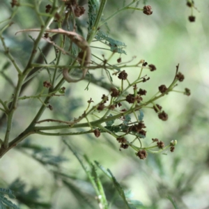 Acacia mearnsii at Yarralumla, ACT - 22 Jan 2022 02:45 PM