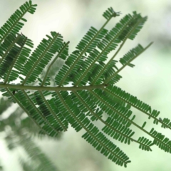 Acacia mearnsii at Yarralumla, ACT - 22 Jan 2022