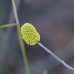 Calocephalus citreus (Lemon Beauty Heads) at Blue Gum Point to Attunga Bay - 22 Jan 2022 by ConBoekel