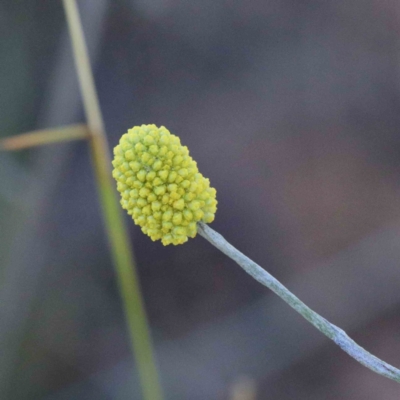 Calocephalus citreus (Lemon Beauty Heads) at Yarralumla, ACT - 22 Jan 2022 by ConBoekel