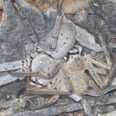 Isopeda (genus) (Huntsman Spider) at Acton, ACT - 4 Feb 2022 by AlisonMilton