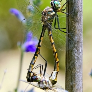 Hemicordulia australiae at Page, ACT - 3 Feb 2022