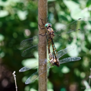 Hemicordulia australiae at Page, ACT - 3 Feb 2022