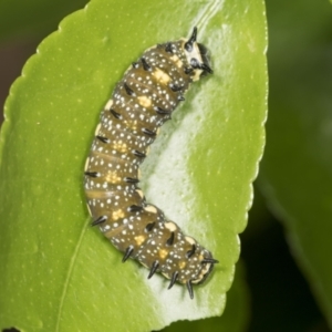 Papilio anactus at Higgins, ACT - 5 Feb 2022