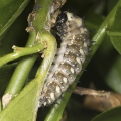 Papilio anactus at Higgins, ACT - 5 Feb 2022