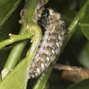 Papilio anactus at Higgins, ACT - 5 Feb 2022