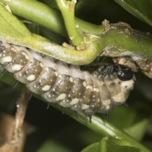 Papilio anactus at Higgins, ACT - 5 Feb 2022