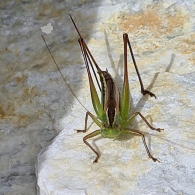 Conocephalus semivittatus (Meadow katydid) at Kinleyside - 2 Feb 2022 by Jiggy