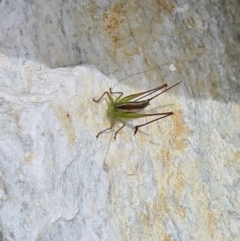 Conocephalus semivittatus at Casey, ACT - 2 Feb 2022