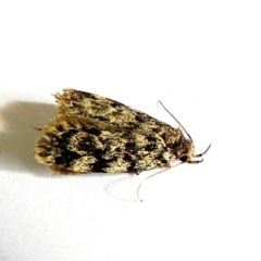 Barea (genus) (A concealer moth) at Crooked Corner, NSW - 4 Feb 2022 by Milly