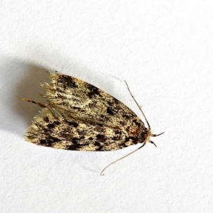 Barea (genus) at Crooked Corner, NSW - 5 Feb 2022 09:12 AM