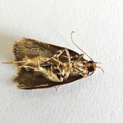 Barea (genus) at Crooked Corner, NSW - 5 Feb 2022 09:12 AM