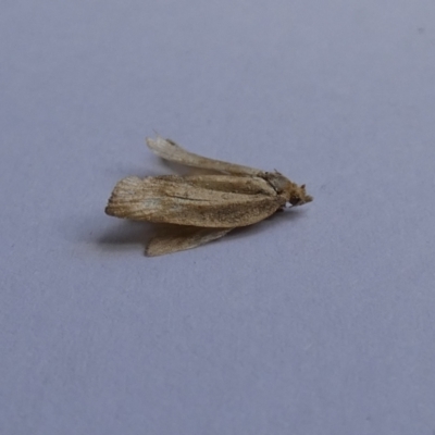 Tortricidae (family) at McKellar, ACT - 6 Feb 2022 by Amata