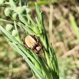 Araneinae (subfamily) at Molonglo Valley, ACT - 5 Feb 2022