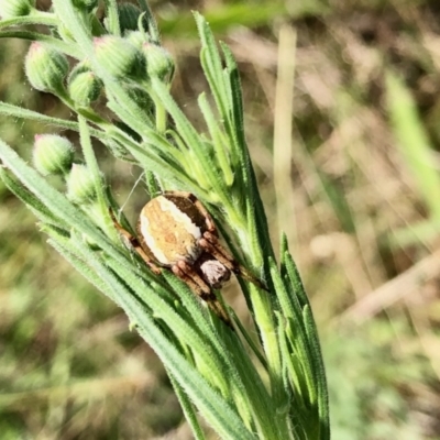 Araneinae (subfamily) (Orb weaver) at Aranda Bushland - 5 Feb 2022 by KMcCue