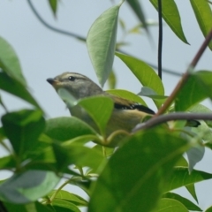 Pardalotus punctatus (Spotted Pardalote) at Aranda, ACT - 4 Feb 2022 by KMcCue